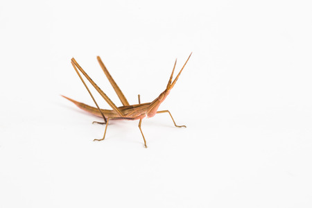 grasshopperの写真素材