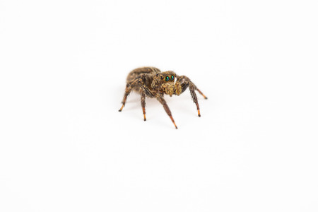 Spiderの写真素材