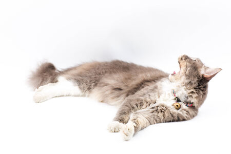 Main Coonの写真素材