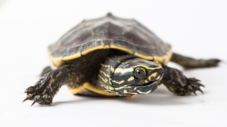 turtleの写真素材