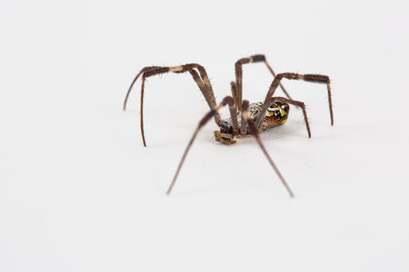 Spiderの写真素材
