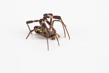 Spiderの写真素材