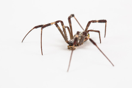 Spiderの写真素材