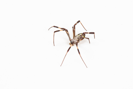 Spiderの写真素材