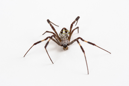 Spiderの写真素材