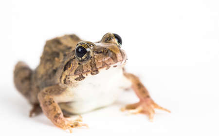 frogの写真素材