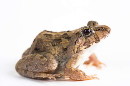 frogの写真素材