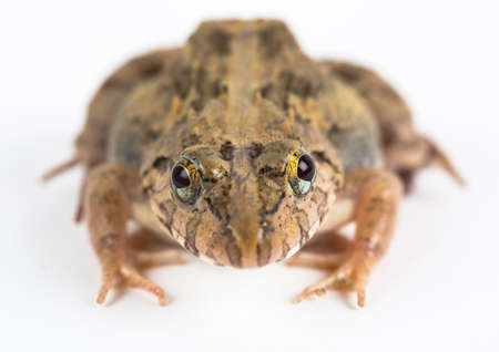 frogの写真素材