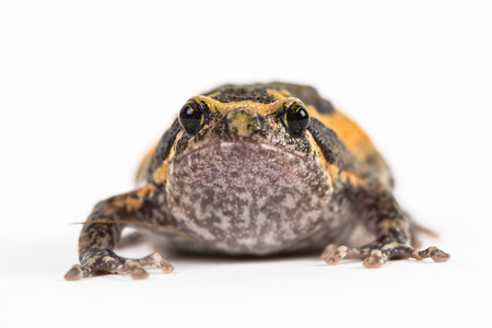 Ang Ung frogの写真素材