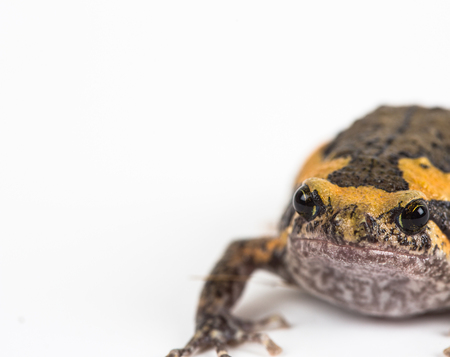 Ang Ung frogの写真素材