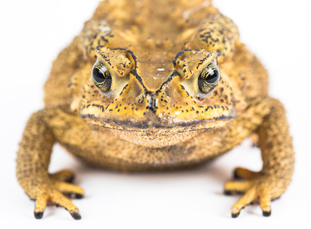 toadの写真素材