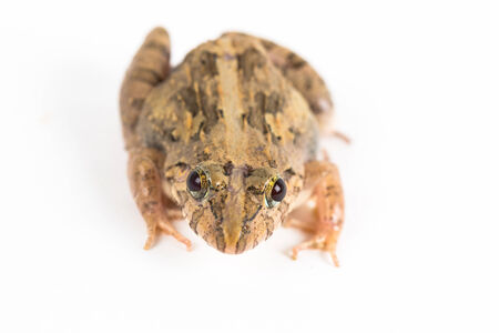 Frog isolated in white の写真素材