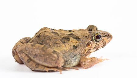 frog in closeup shotの写真素材