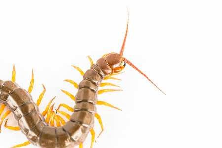 centipede  isolated in whiteの写真素材