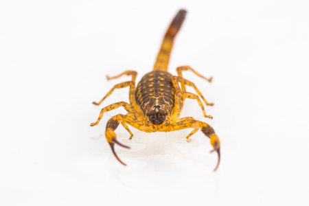 scorpion  isolated in white