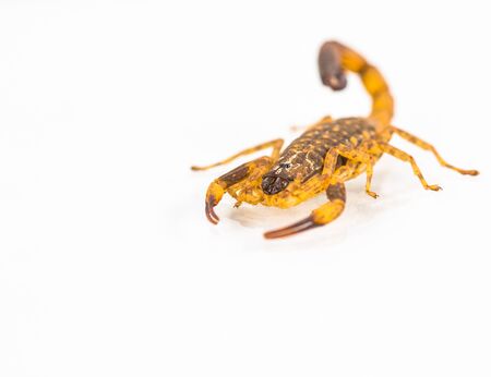 scorpion  isolated in whiteの写真素材