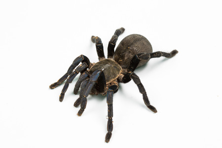 Tarantula  isolated in whiteの写真素材