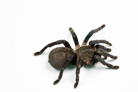 Tarantula  isolated in whiteの写真素材