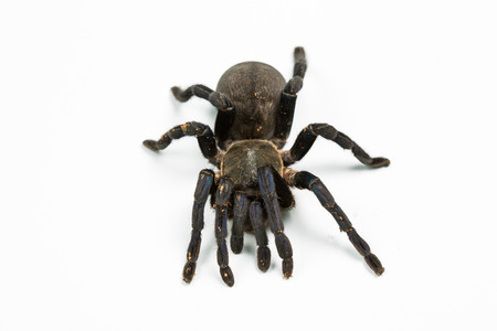 Tarantula  isolated in whiteの写真素材