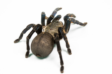 Tarantula isolated in white の写真素材