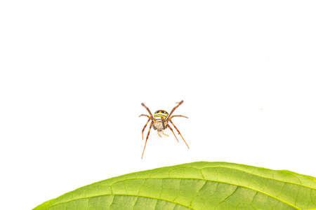 spider isolated in white の写真素材