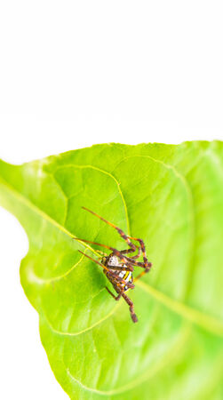 spider isolated in white の写真素材
