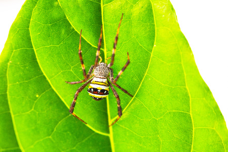 spider isolated in white の写真素材