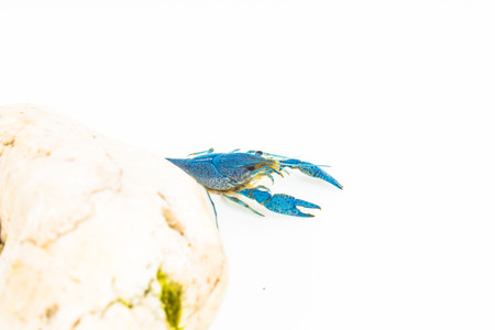 White shrimpの写真素材