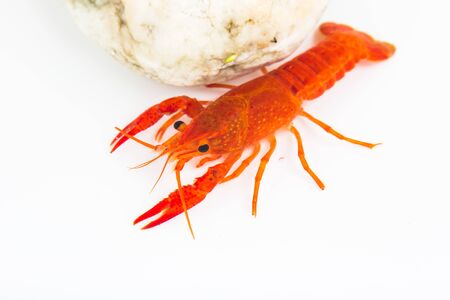 White shrimp isolated in white の写真素材