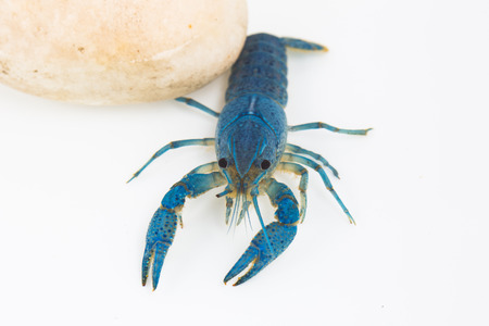 White shrimp isolated in white の写真素材