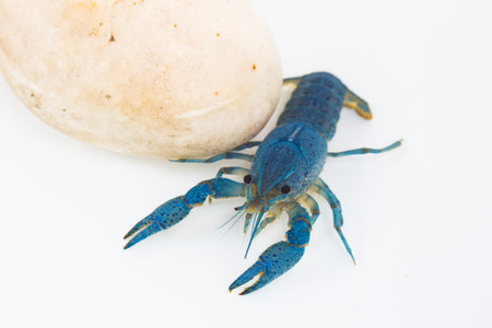 White shrimp isolated in white の写真素材
