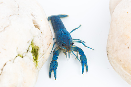 White shrimp isolated in white の写真素材