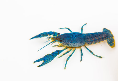 White shrimp isolated in white の写真素材