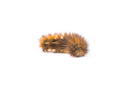 caterpillar isolated in white の写真素材