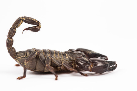 scorpion isolated in white の写真素材