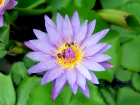 lotusの写真素材