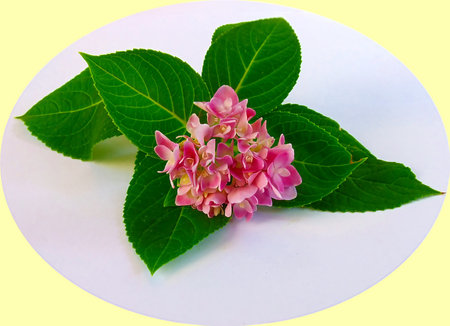 Flowerの写真素材