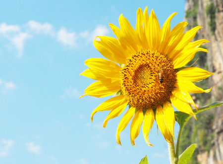 the sunflower is yellow petal. it's around sky and mountain background. a bee on top sunflower.の写真素材