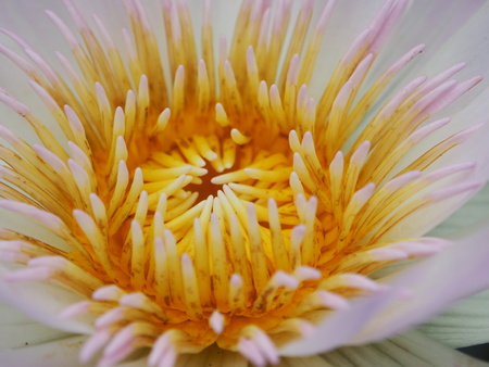 center focus of  lotus blooming.の写真素材