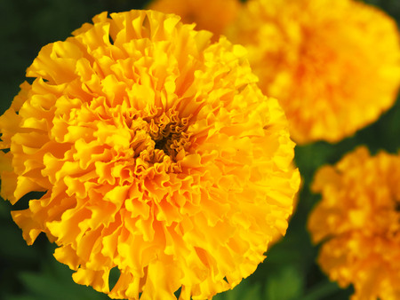 Marigold flowers so beautiful in the garden.の写真素材