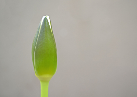 Unbloom lotus in the early morningの写真素材