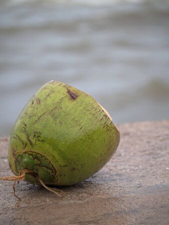 Single Coconut on the ground close to the beachの写真素材
