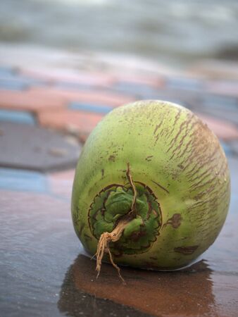 Single Coconut on the ground close to the beachの写真素材