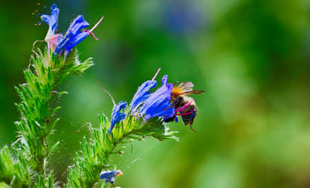 a foraging beeの写真素材