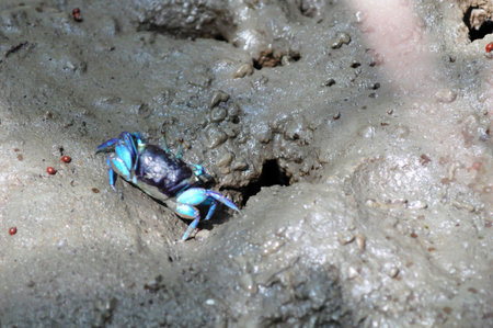 Fiddler crab out of the cave in mangrove reforestation,Thailand