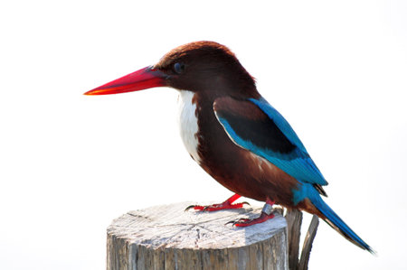 White-throated Kingfisher (Halcyon smyrnensis) in Petchaburi,Thailandの写真素材