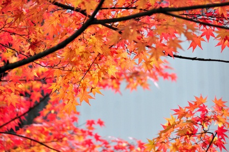 Japanese maples, acer palmatum, turn color in Tokyoの写真素材