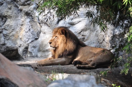 Profiel of a ralaxed lion in a zooの写真素材