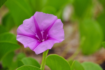 Ipomoea pes-caprae Linn is commonly used as a first aid to treat jelly-fish stingsの写真素材