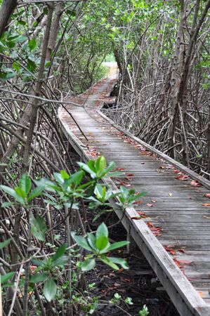 Wooden bridge through the mangrove reforestation in Petchaburi,Thailandの写真素材